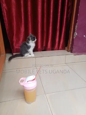 3-6 months Female Purebred American Curl