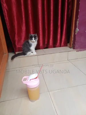 1-3 months Male Purebred British Shorthair