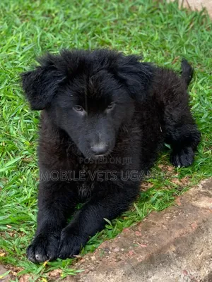 1-3 months Male Purebred German Shepherd