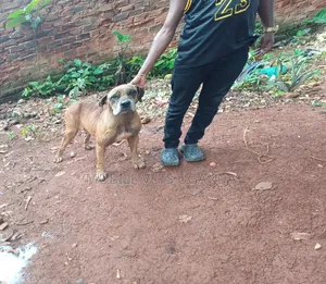 1+ year Female Purebred Boerboel