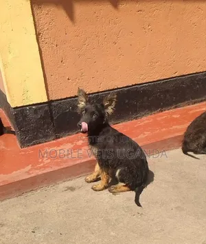 1-3 months Male Purebred German Shepherd
