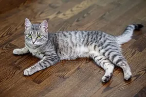 6-12 months Female Purebred Exotic