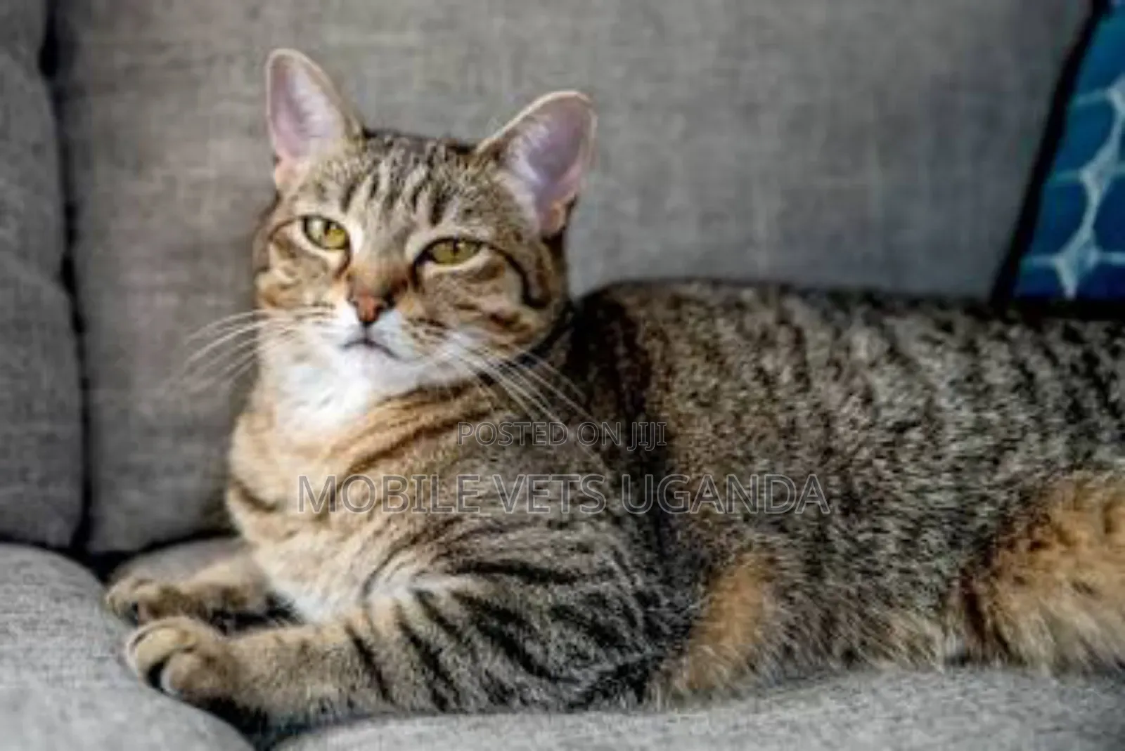 1+ year Male Purebred Bengal