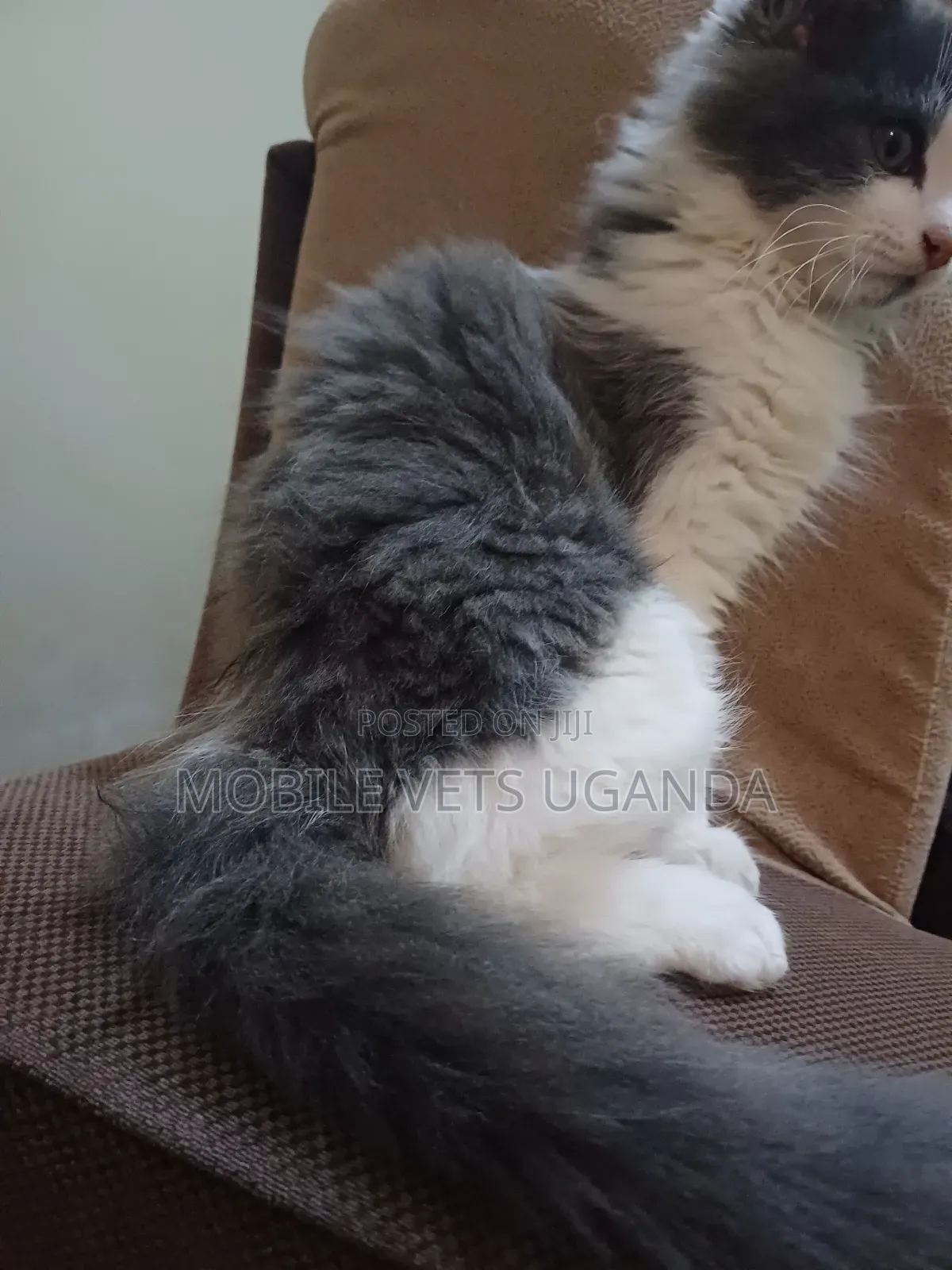 1-3 months Male Purebred Persian