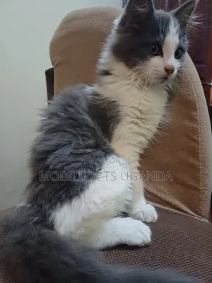 1-3 months Male Purebred LaPerm