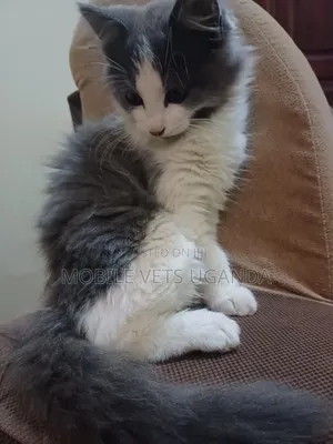 0-1 month Male Purebred Colorpoint Shorthair