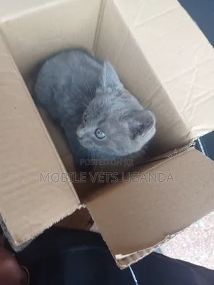 1-3 months Female Purebred American Wirehair