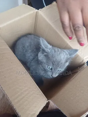 0-1 month Female Purebred Korat