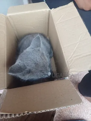 1-3 months Female Purebred Manx