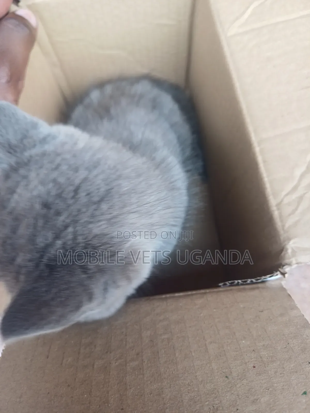 3-6 months Male Purebred Ragdoll