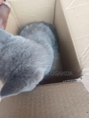 3-6 months Male Purebred Ragdoll