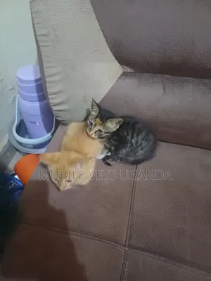 1-3 months Female Purebred Javanese