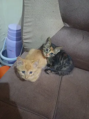 1-3 months Female Purebred Tabby