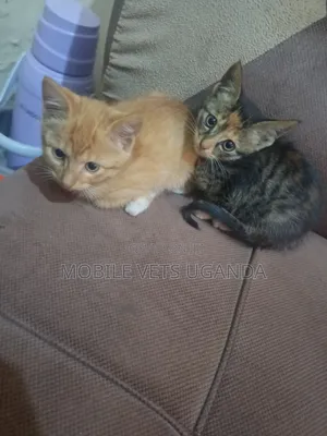 3-6 months Male Purebred Selkirk Rex