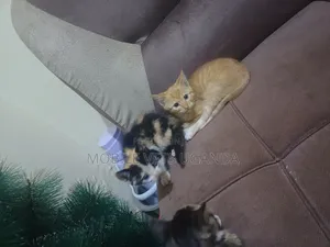 3-6 months Female Purebred Turkish Angora