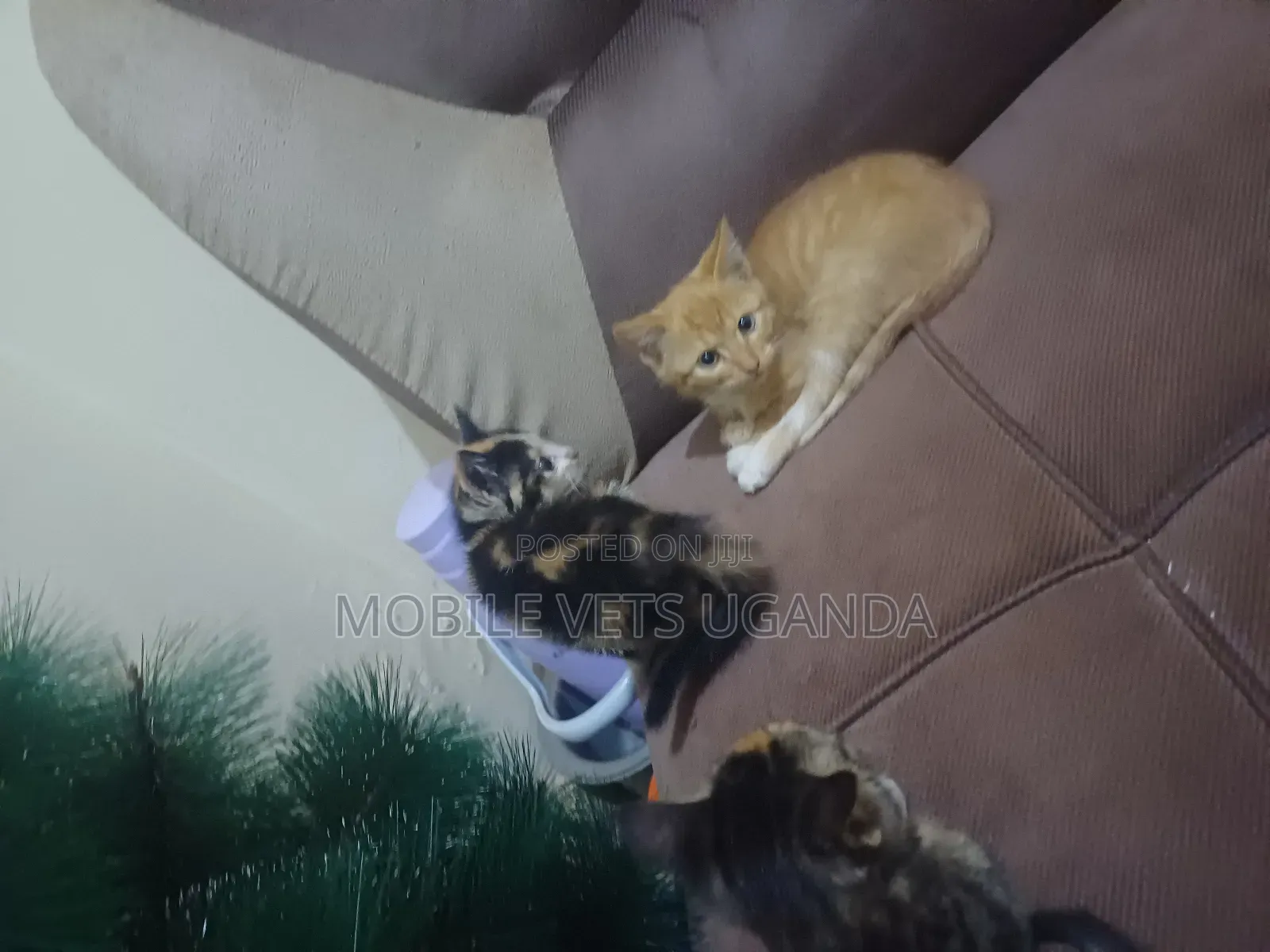 1-3 months Female Purebred Turkish Van