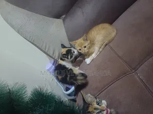 0-1 month Male Purebred Cornish Rex