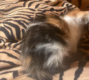 0-1 month Male Purebred Bombay