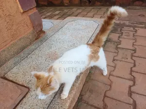 6-12 months Female Purebred Ragdoll