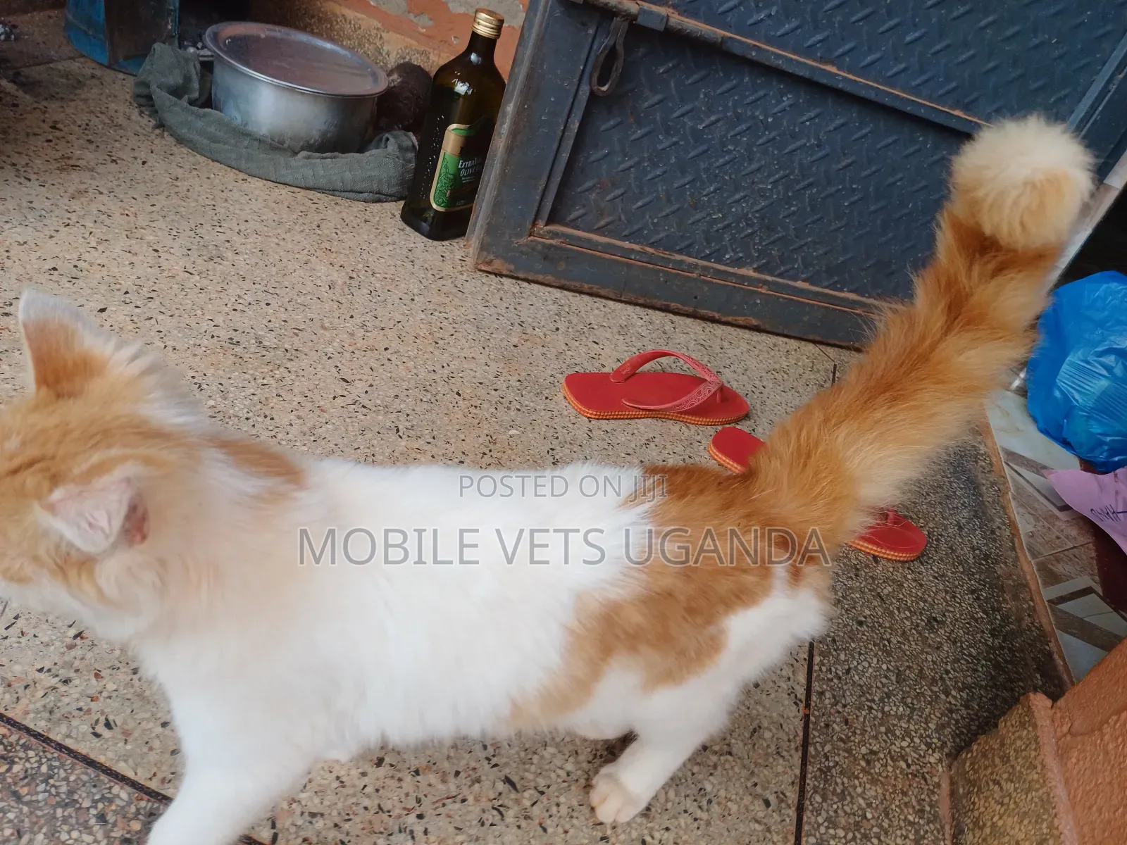 1-3 months Female Purebred Savannah