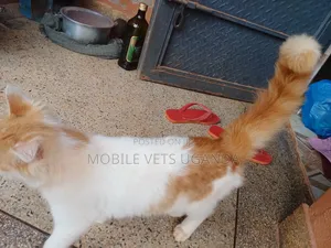 1-3 months Female Purebred Savannah
