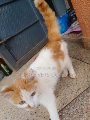 6-12 months Female Purebred Oriental