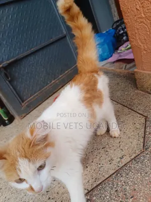 3-6 months Female Purebred LaPerm