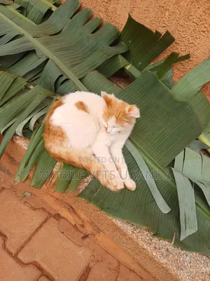 1-3 months Male Purebred Bombay