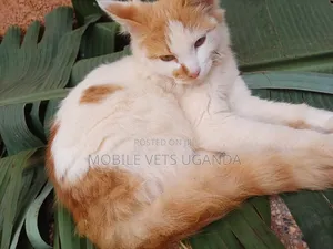 1+ year Male Purebred Manx