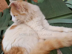 3-6 months Female Purebred Himalayan