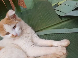 3-6 months Female Purebred Burmese