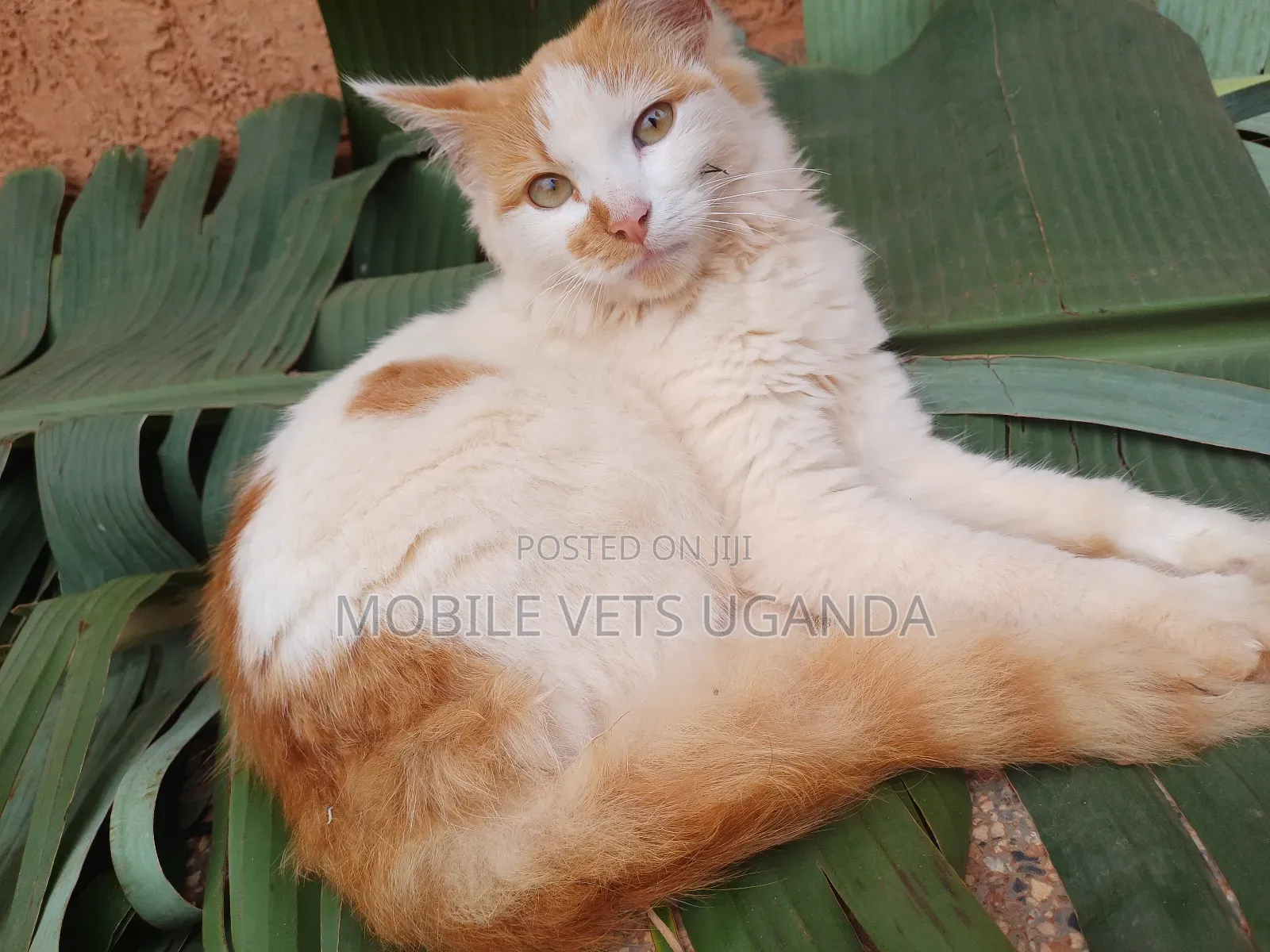 3-6 months Female Purebred Javanese
