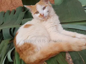 3-6 months Female Purebred Javanese