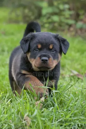 1-3 months Female Purebred Rottweiler