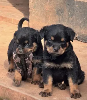 1-3 months Male Purebred Rottweiler