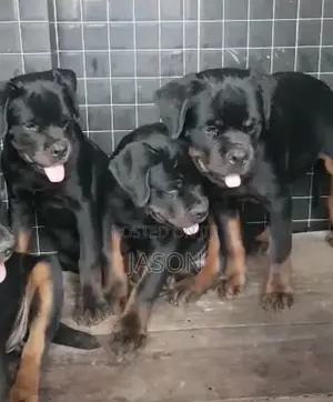 3-6 months Female Purebred Rottweiler
