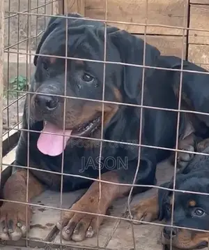 1-3 months Male Purebred Rottweiler