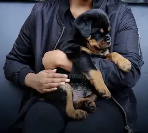 1-3 months Female Purebred Rottweiler