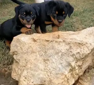 1-3 months Female Purebred Rottweiler