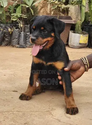 1-3 months Male Purebred Rottweiler