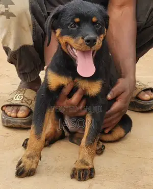 3-6 months Female Purebred Rottweiler