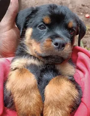 1-3 months Male Purebred Rottweiler