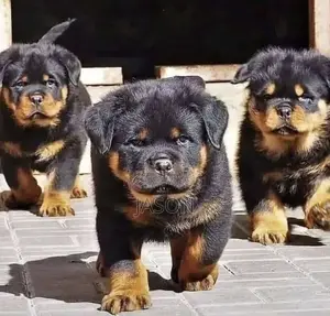 1-3 months Male Purebred Rottweiler