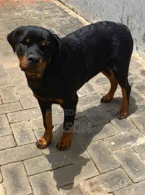 6-12 months Male Purebred Rottweiler