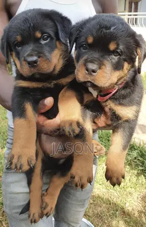 1-3 months Female Purebred Rottweiler