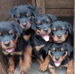 1-3 months Female Purebred Rottweiler