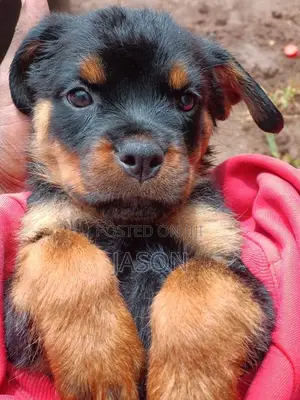 1-3 months Female Purebred Rottweiler