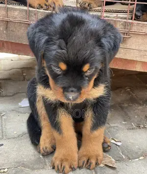 1-3 months Male Purebred Rottweiler