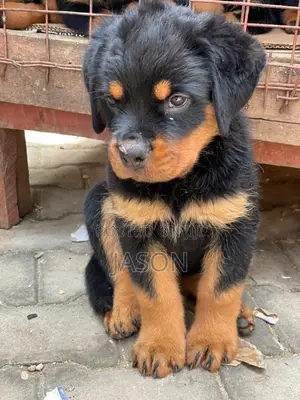 1-3 months Female Purebred Rottweiler