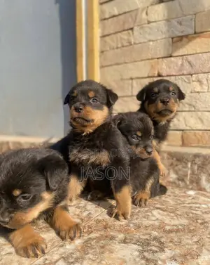 1-3 months Male Purebred Rottweiler